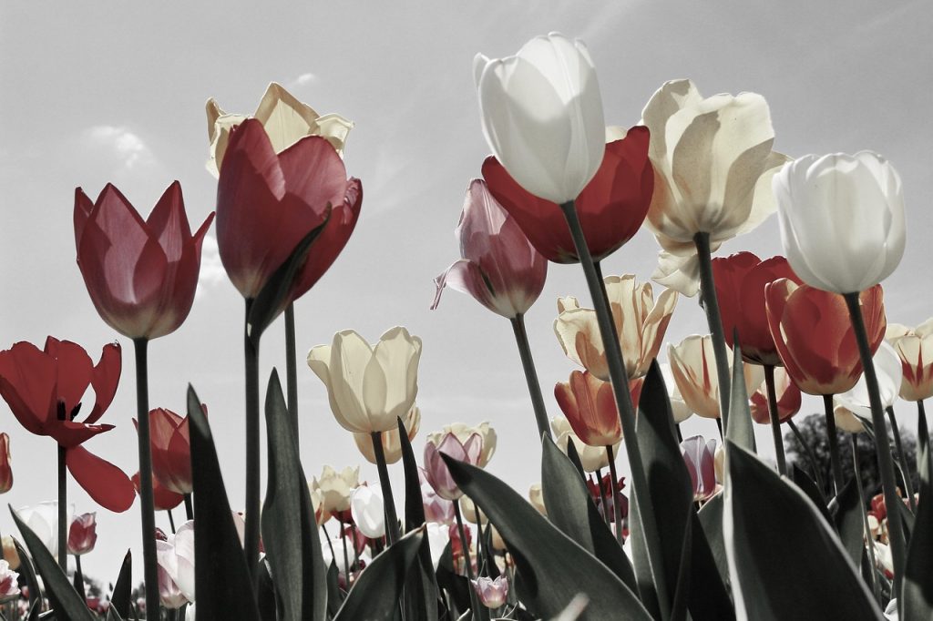 Inheemse-bloemen-die-bloeien-in-Nederlandse-tuinen-2219201