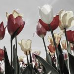Inheemse bloemen die bloeien in Nederlandse tuinen