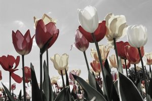 Inheemse-bloemen-die-bloeien-in-Nederlandse-tuinen-2219201