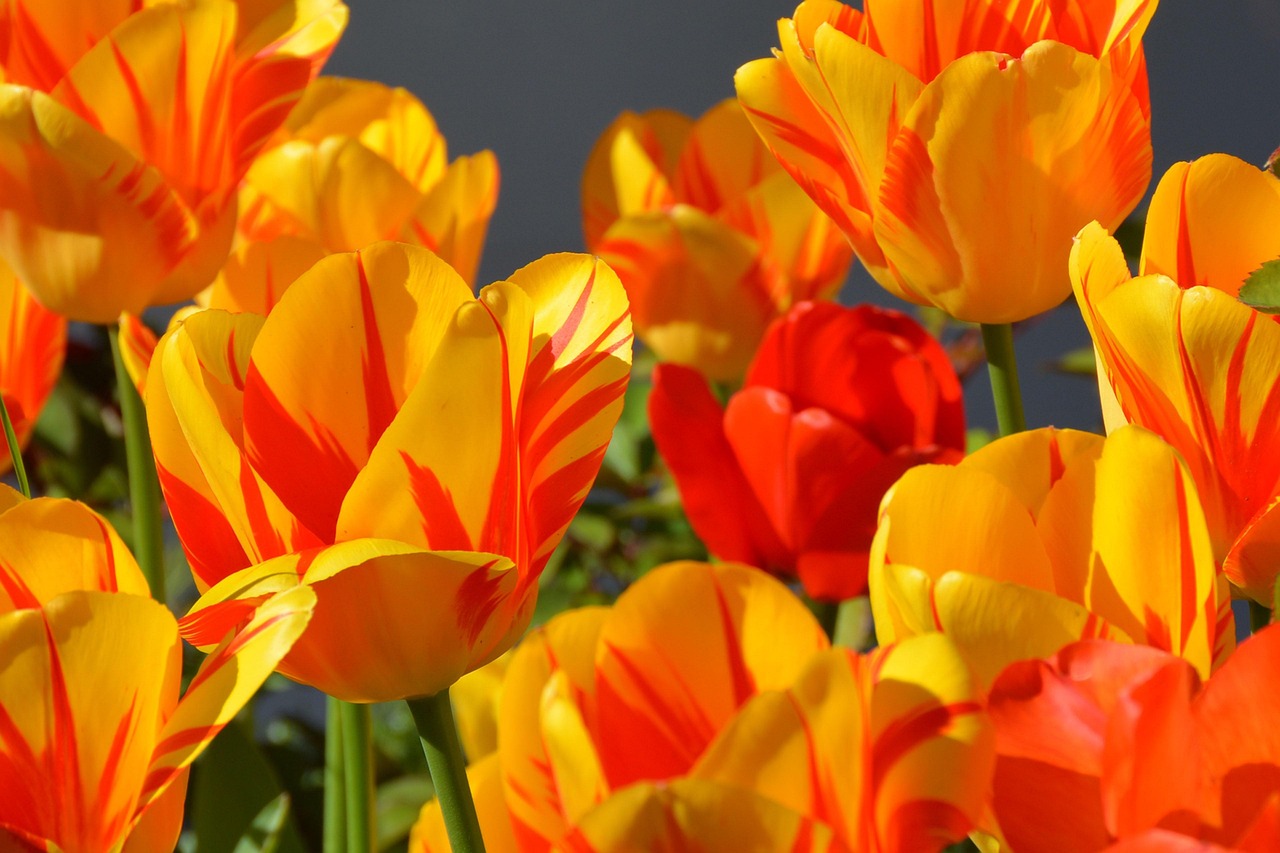 Zonnelampen verlichten ecologische tuin 's avonds.