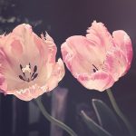 Zero waste energiebesparende methodes voor de lente