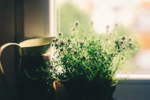 Allergie-vrij-wonen-natuurlijke-luchtzuiveraars-voor-het-voorjaar-4064358